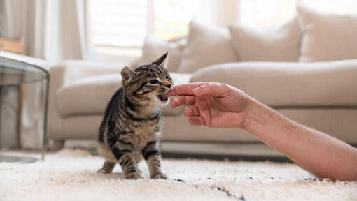 kitten biting finger