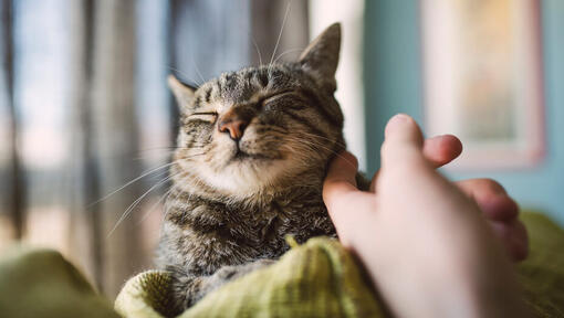 Petting cat's cheek with finger