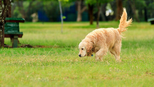 golden retriever sniffing the grass