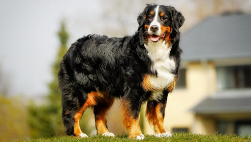 Bernese Mountain Dog