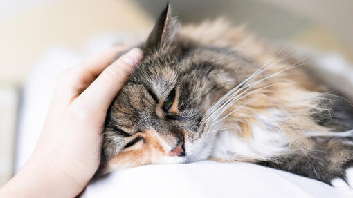 Cat asleep while being petted