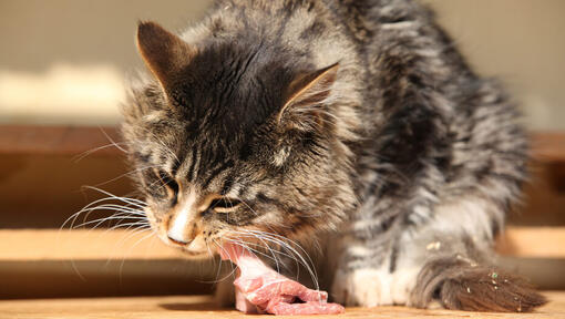 Cat eating raw meat