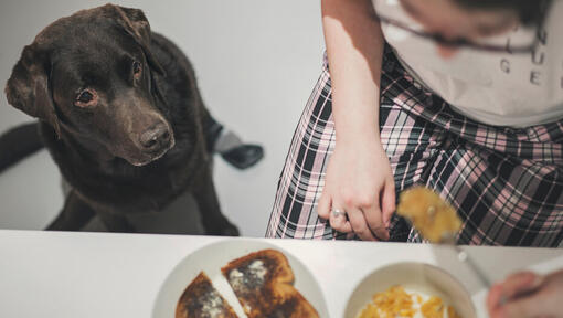 Labrador watching owner eat a bowl of cereal and a piece of toast