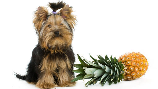 Terrier next to pineapple