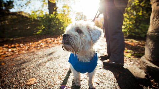 Small dog in coat looking off into distance