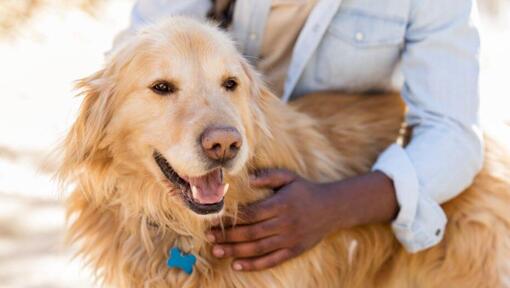 Dog with mouth open being petted by owner