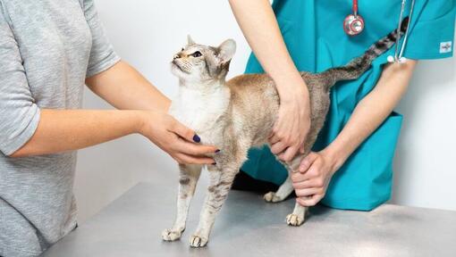Cat examined at vets