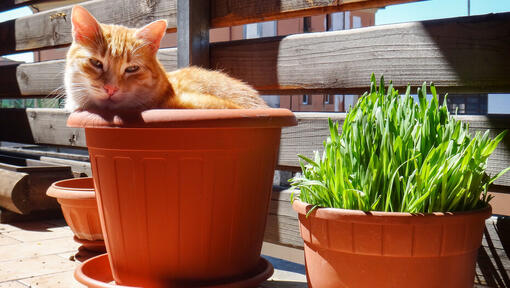 Ginger cat sitting in a plant pot.