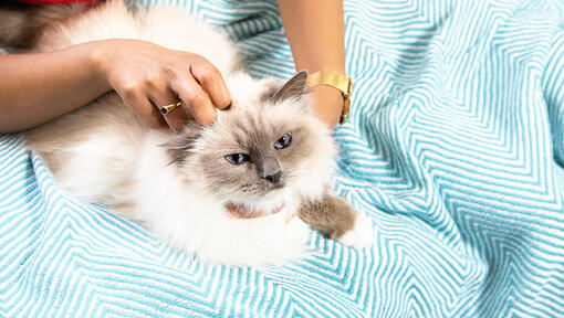 Owner stroking cat on blanket