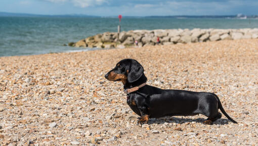 Dachshund (Miniature Smooth-Haired)