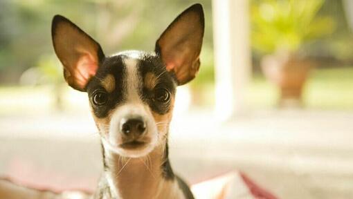 Brown and black Chihuahua staring at camera.