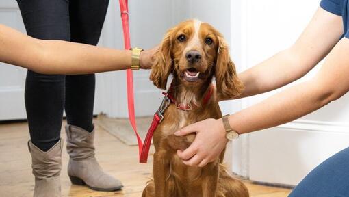 puppy being examined by a vet