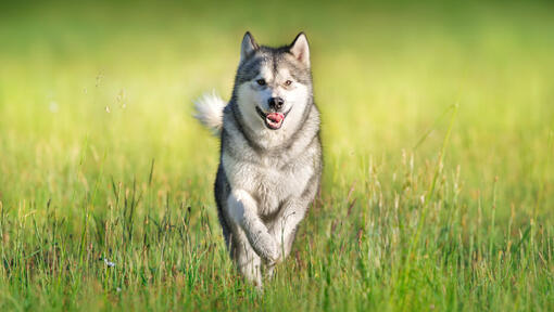 husky running through a field