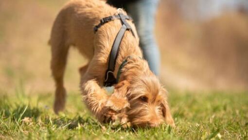 young dog sniffing wearing a harness