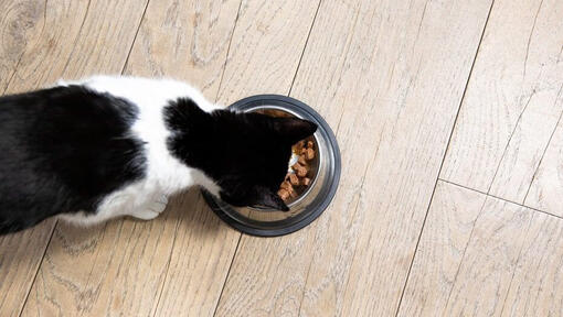 Black and white cat eating