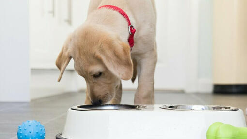 Labrador puppy with red collar eating from a bowl