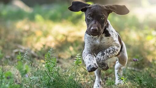 German Shorthaired Pointer running at green grass