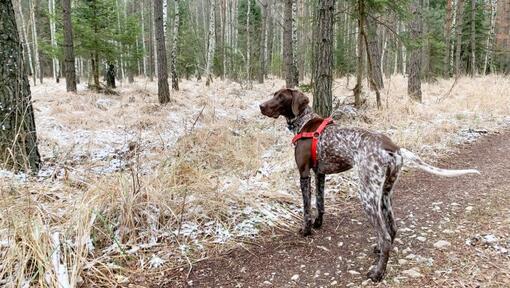 German Shorthaired Pointer walking in the forest