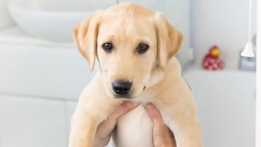Labrador puppy being held up in a bathroom