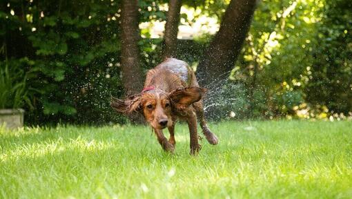 small long haired dog shaking water off