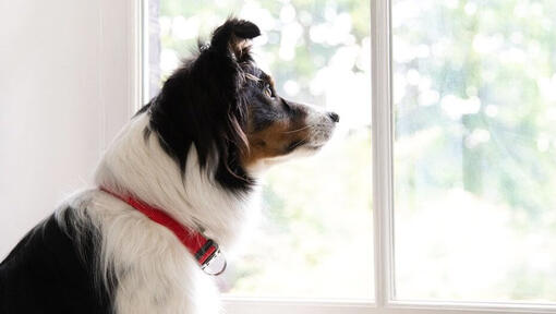 Dog with red collar looking out the window