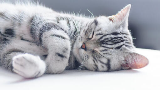 Grey kitten asleep