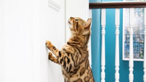 Bengal cat leaning against door