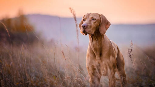 Brown Vizsla standing at field