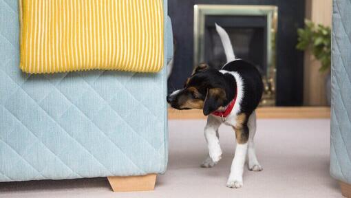 Puppy looking around the corner of a sofa