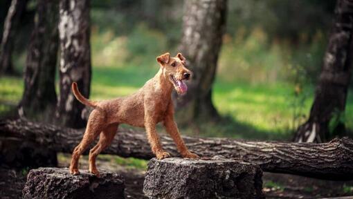 Irish Terrier in the woods