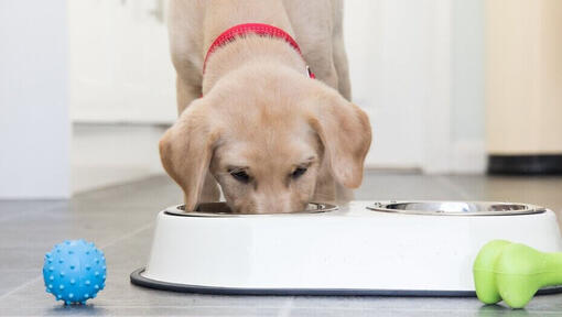 Yellow labrador puppy eating from a bowl