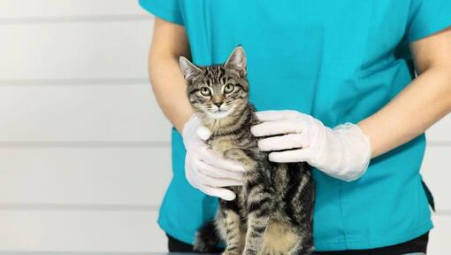 Dark furred striped cat on vet table.