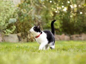 Black and white cat playing in grass