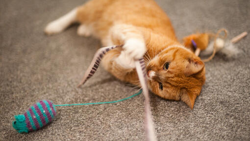 ginger cat playing with a feather wand