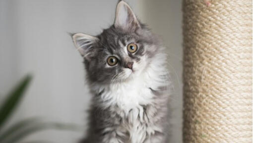 grey kitten sitting next to a cat tree