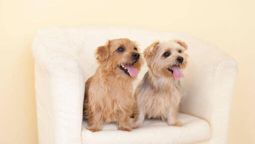 Two Norfolk Terriers on the chair