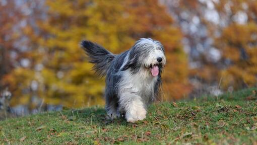 Old English Sheepdog