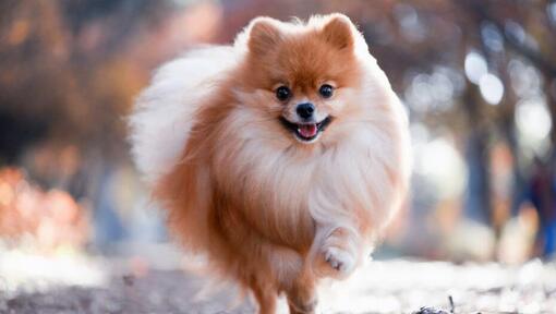 Pomeranian running