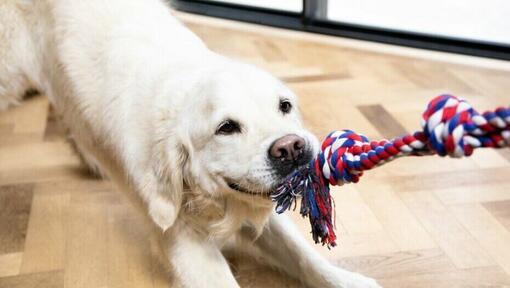 Dog playing tug of war