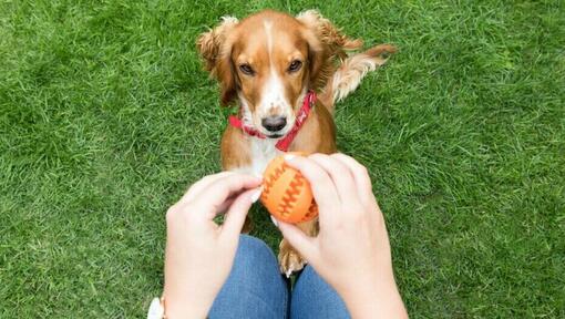 Dog looking at ball