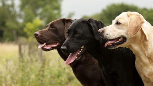 three labradors standing together