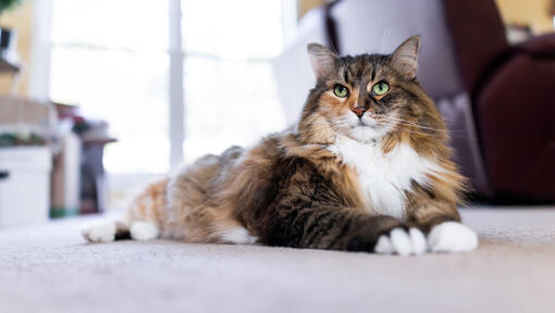 Fluffy cat lounging on carpet