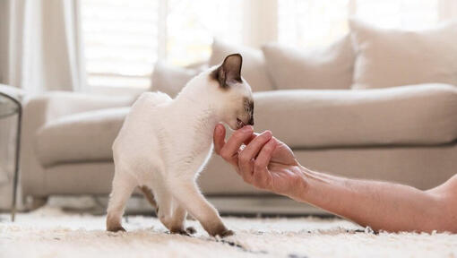 Cat being stroked under chin