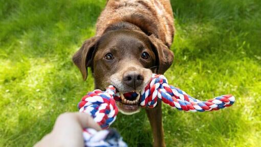 older chocolate labrador playing with a rope toy