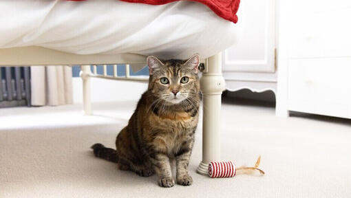 Cat sitting under a bed