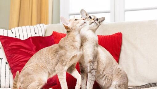 2 cats playing on a sofa