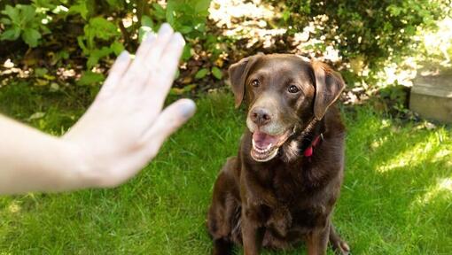 hand gesturing in front of older labrador