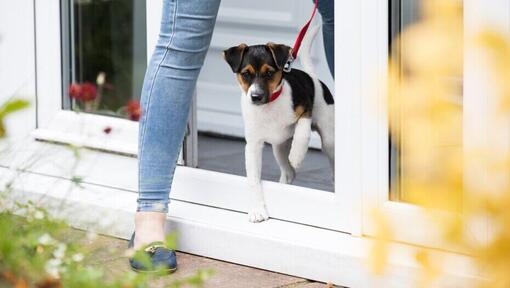 small dog on read lead leaving the house