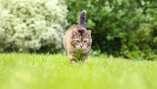 cat walking in grass