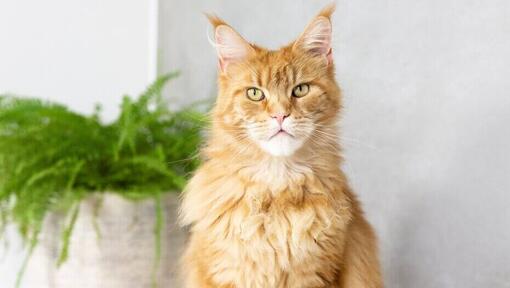 Ginger Maine Coon sitting